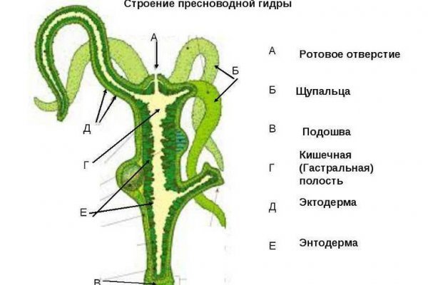 Зеркало тор браузера