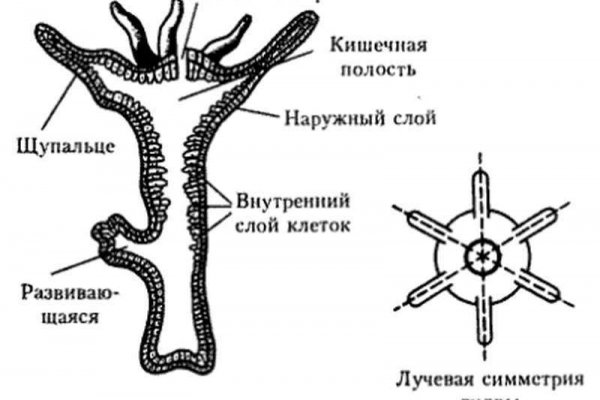 Кракен сайт биз