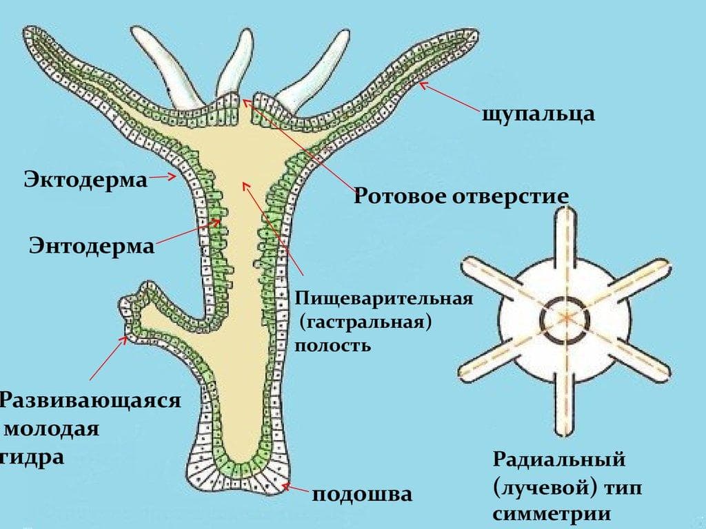 Кракен даркнет сайт на русском